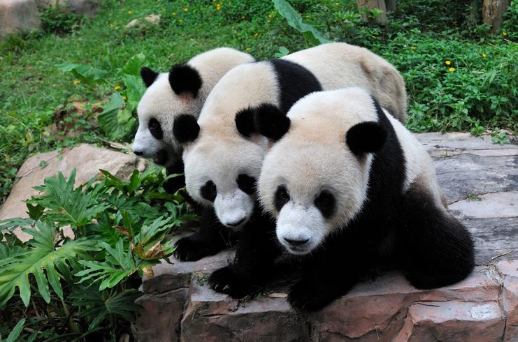 长隆动物园攻略带食物,长隆创意玩法