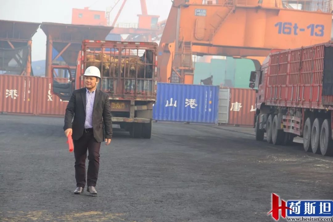 6000多头“澳妞”登陆京唐港中澳贸易即将零关税安格斯关税直降2%