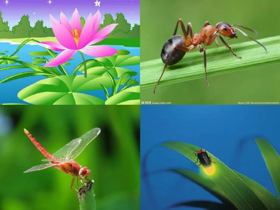 一年级下语文夏夜多美朗读指导,一年级语文下册75页夏夜多美跟读