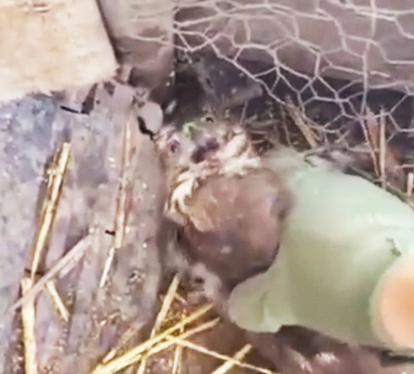 老鹰混进鸡棚吃小鸡,老鹰跑进鸡窝反被鸡围攻