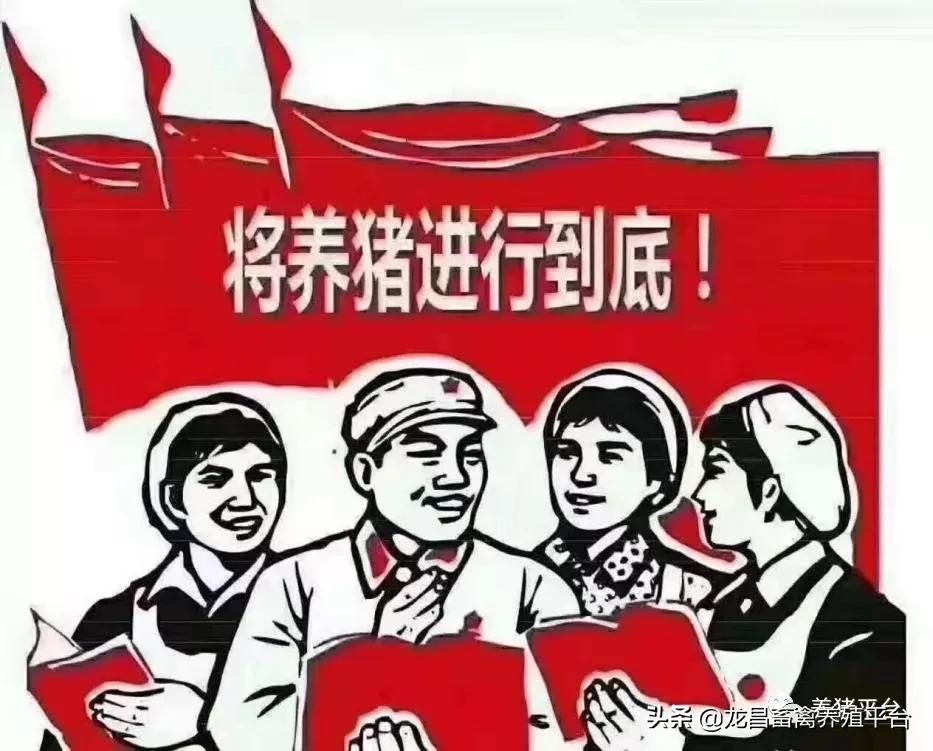 母猪需要长期排毒吗,母猪排毒的原因