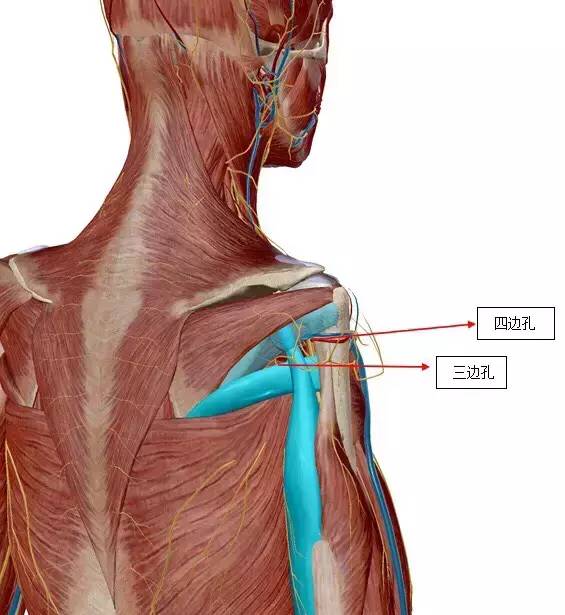 肌肉组织知识讲解,鱼类肌肉组织分类与成分