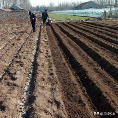 番茄高产栽培技术参考文献,番茄种植技术和管理技术论文