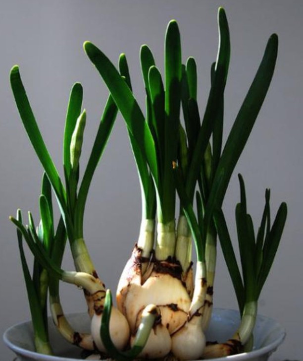 如何养殖水仙花,又到了种水仙的季节