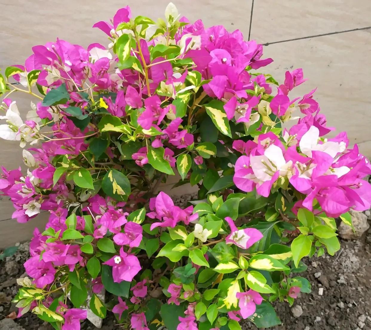 2021年大火的10个三角梅品种,图名并茂欢迎认领,看有无你喜欢的