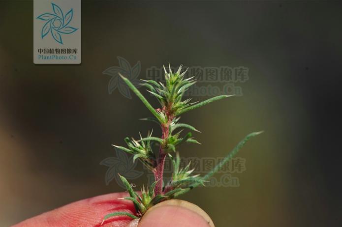 风滚草入侵外国公路,风滚草入侵中国后怎样了