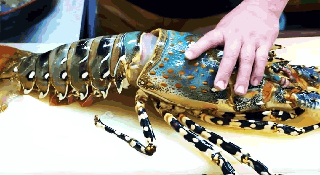 告别北上广：女白领朋友圈直播捕鱼，看了才知道什么是硬核海鲜