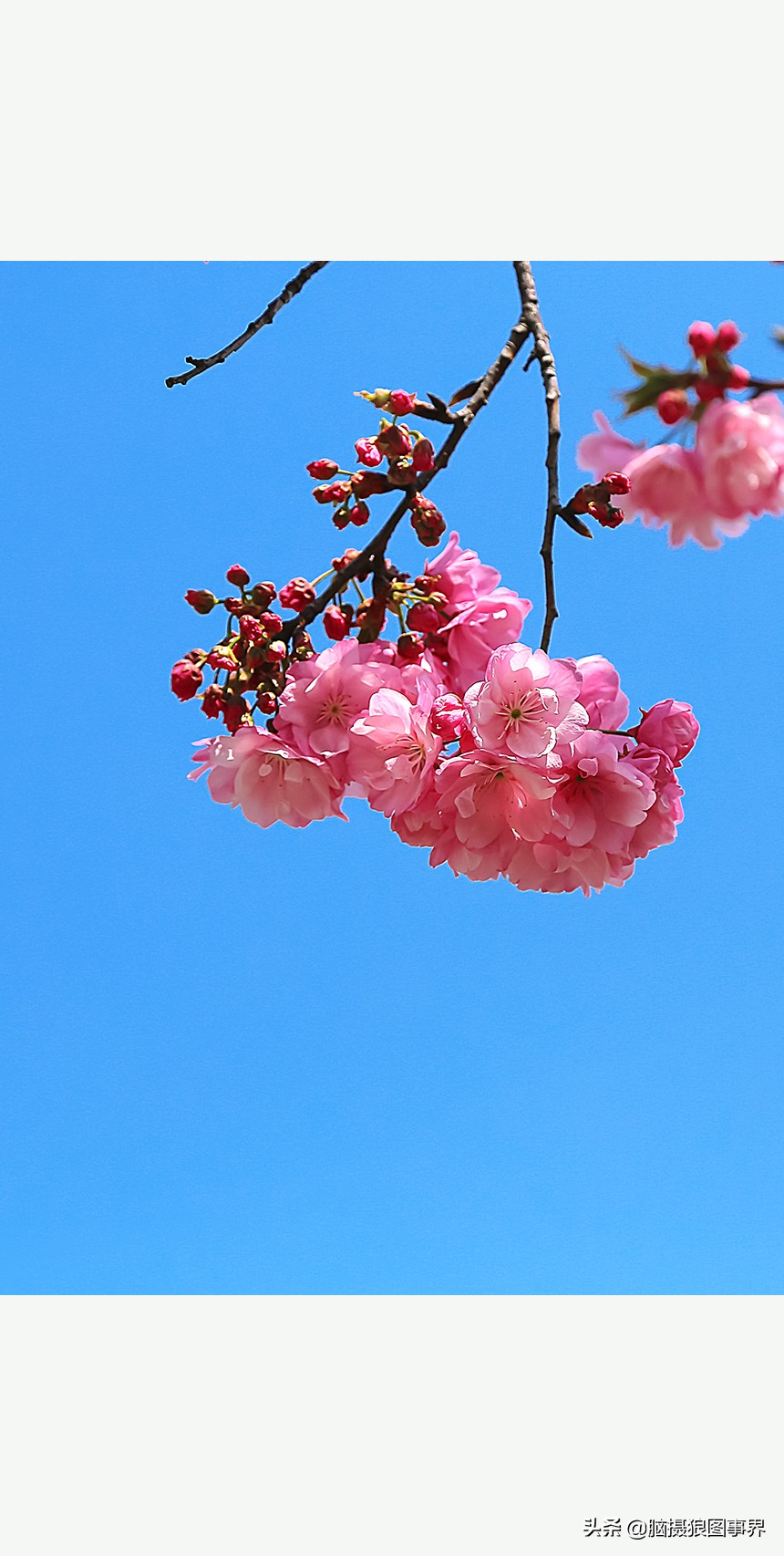 蔚蓝色的天空素材视频,黑色和透明的花摄影效果