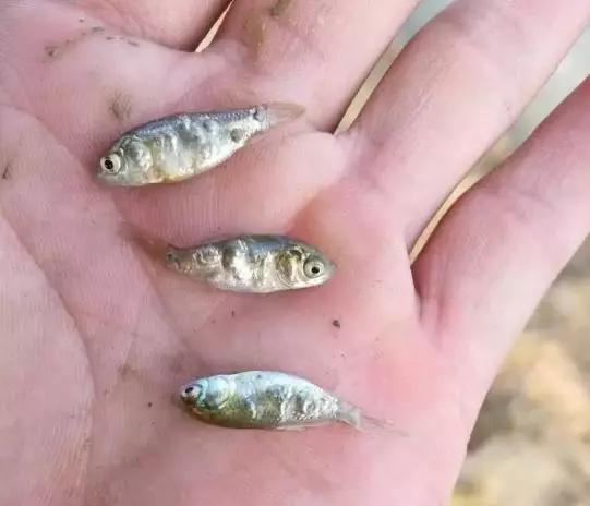 鲫鱼孢子虫水产养殖最佳治疗方法,鲫鱼孢子虫的防治方案