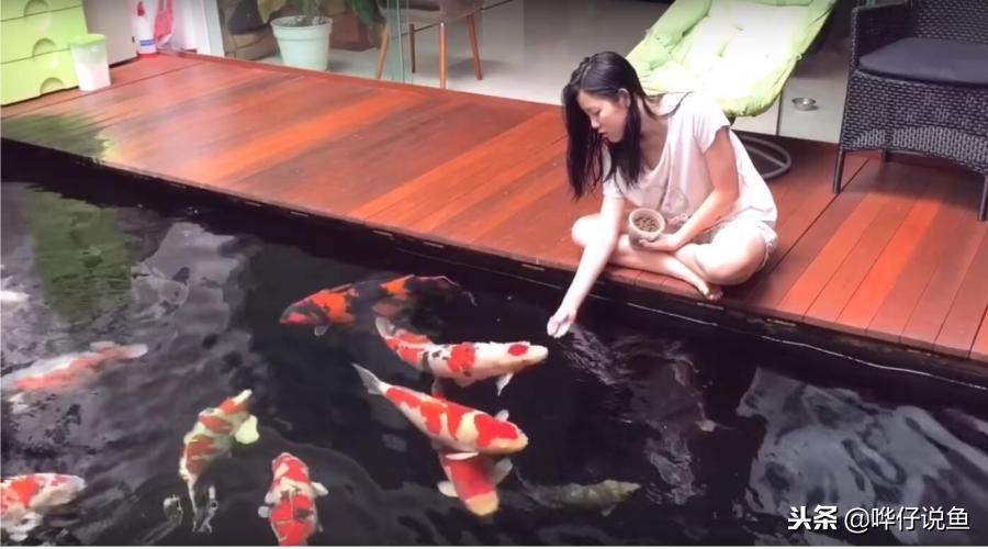 锦鲤适合缸养还是池养,鱼池和地缸哪个适合养锦鲤