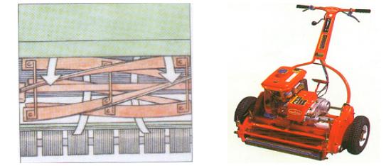最全最完整的园林植物整形修剪技术规范(转自农林慧小妹,收藏)
