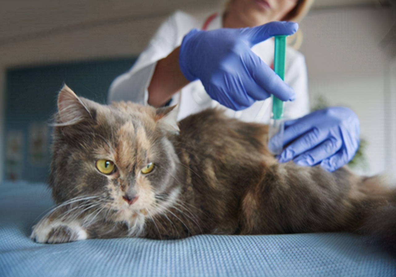 猫咪心包疝和心脏肥大,猫咪心脏的位置在哪里