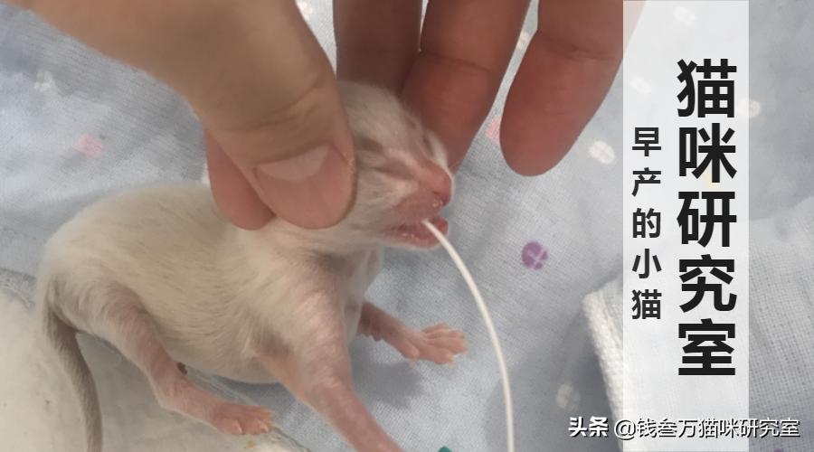 刚生的小猫母猫不在如何照顾,早产没长毛的小猫怎么救活