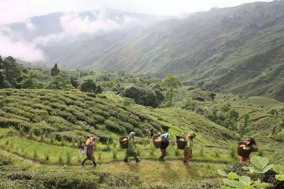 冬日宅家提升幸福感的东西,冬天提升幸福感的好茶