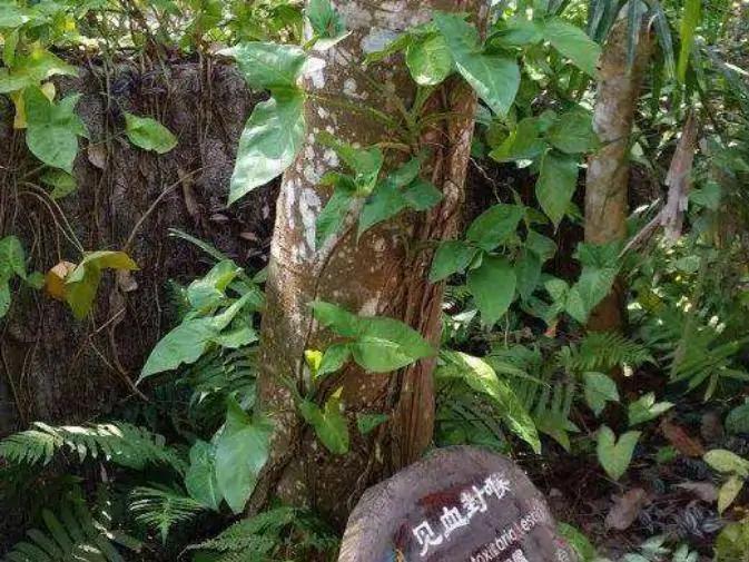 中国最危险的树是啥树,世界上最危险的树千万不要碰