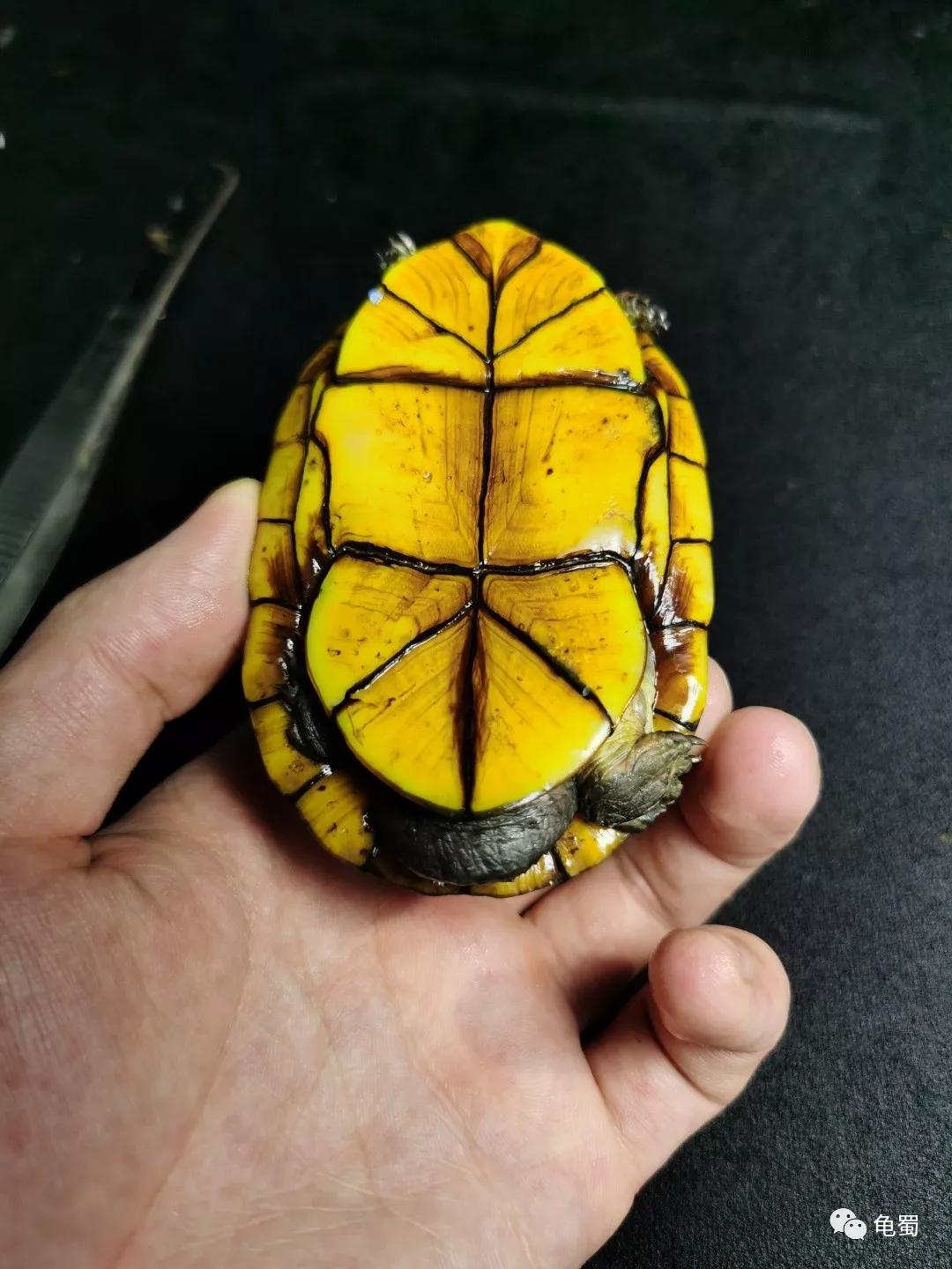 蛋龟之斑纹泥龟的介绍,蛋龟漂亮