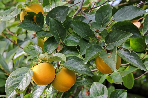 0177随笔，国庆佳节壮丽河山美如画，聚会京郊房山笔会金晟嘉