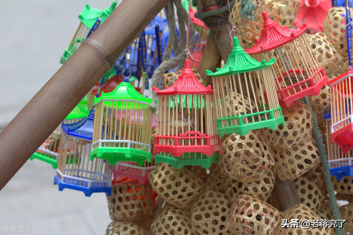 秋天到蝈蝈叫,秋天到蟋蟀叫