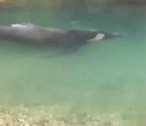 盘点被电鳗电死的人,鳄鱼咬住电鳗当场死亡