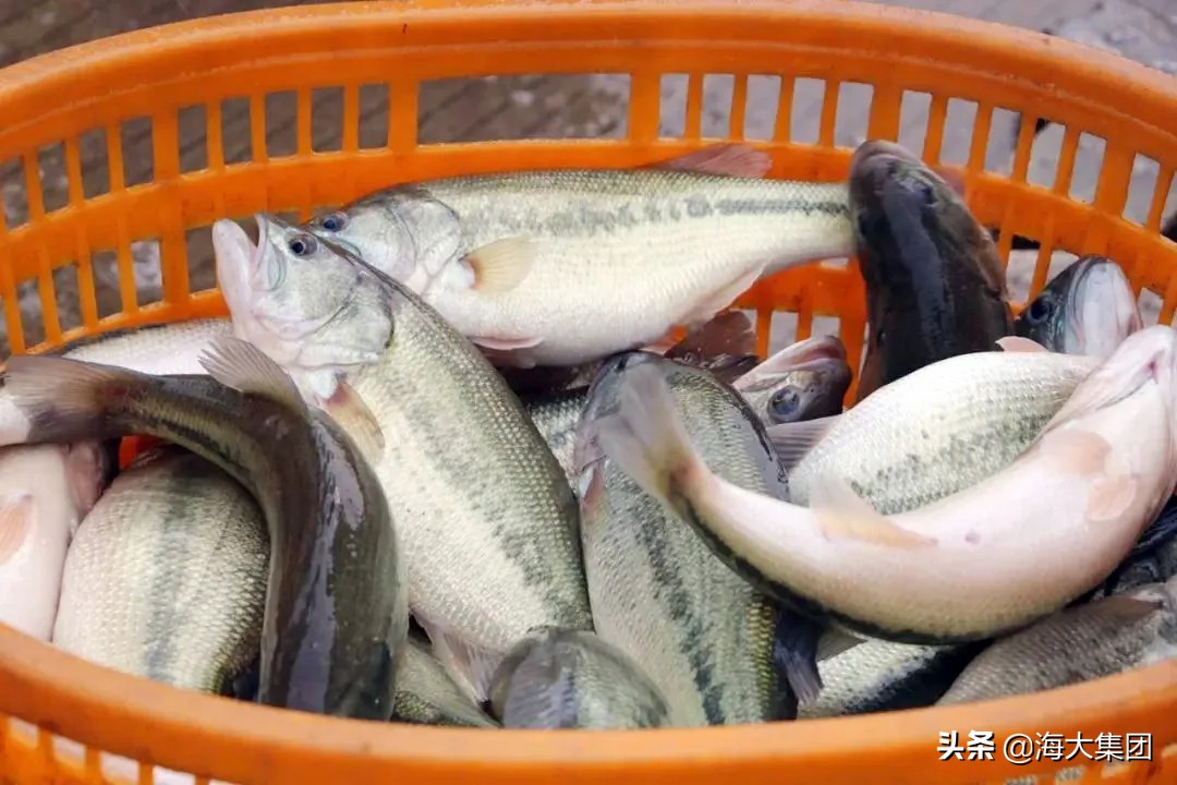 观赏鱼产业助力脱贫攻坚,养好一条鱼的重要性