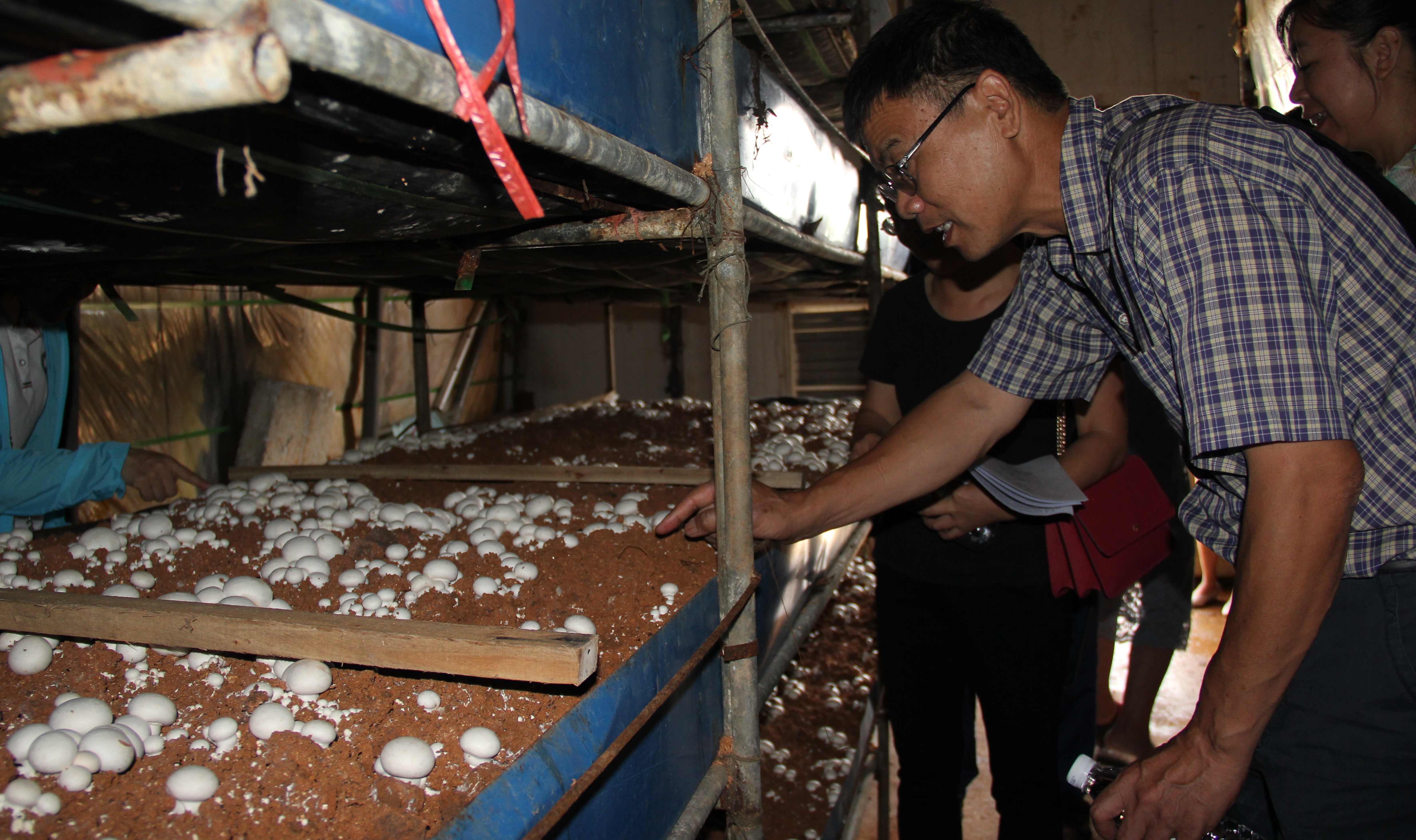 种植蘑菇一亩地能赚多少钱,种植100平方蘑菇每年能挣多少钱