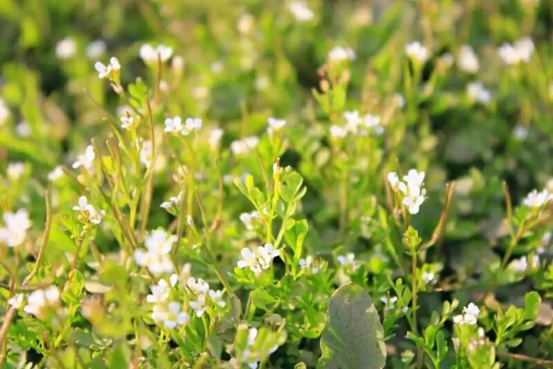 梦参老和尚讲神通故事,梦参老和尚讲一个笑话视频