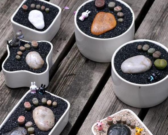 徒长的生石花能养好吗怎么养,养石生花注意事项