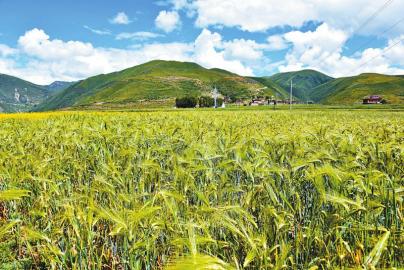 你把锋芒直插苍穹：高原“精灵”青稞的风采（原创）