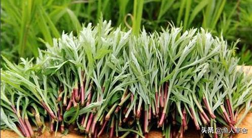 中国地理标志农产品品牌有标识吗,全国农产品地理标志排名