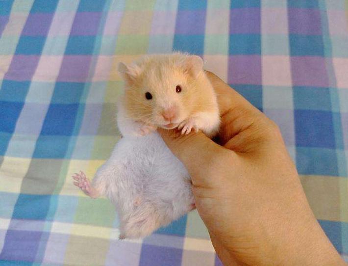 大学宿舍迷你洗衣机是不是违禁品,宿舍违禁品之洗衣机