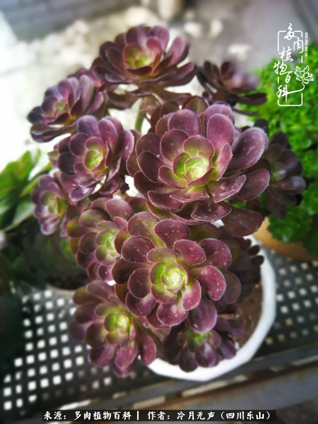 时光见证多肉故事,关于多肉的故事