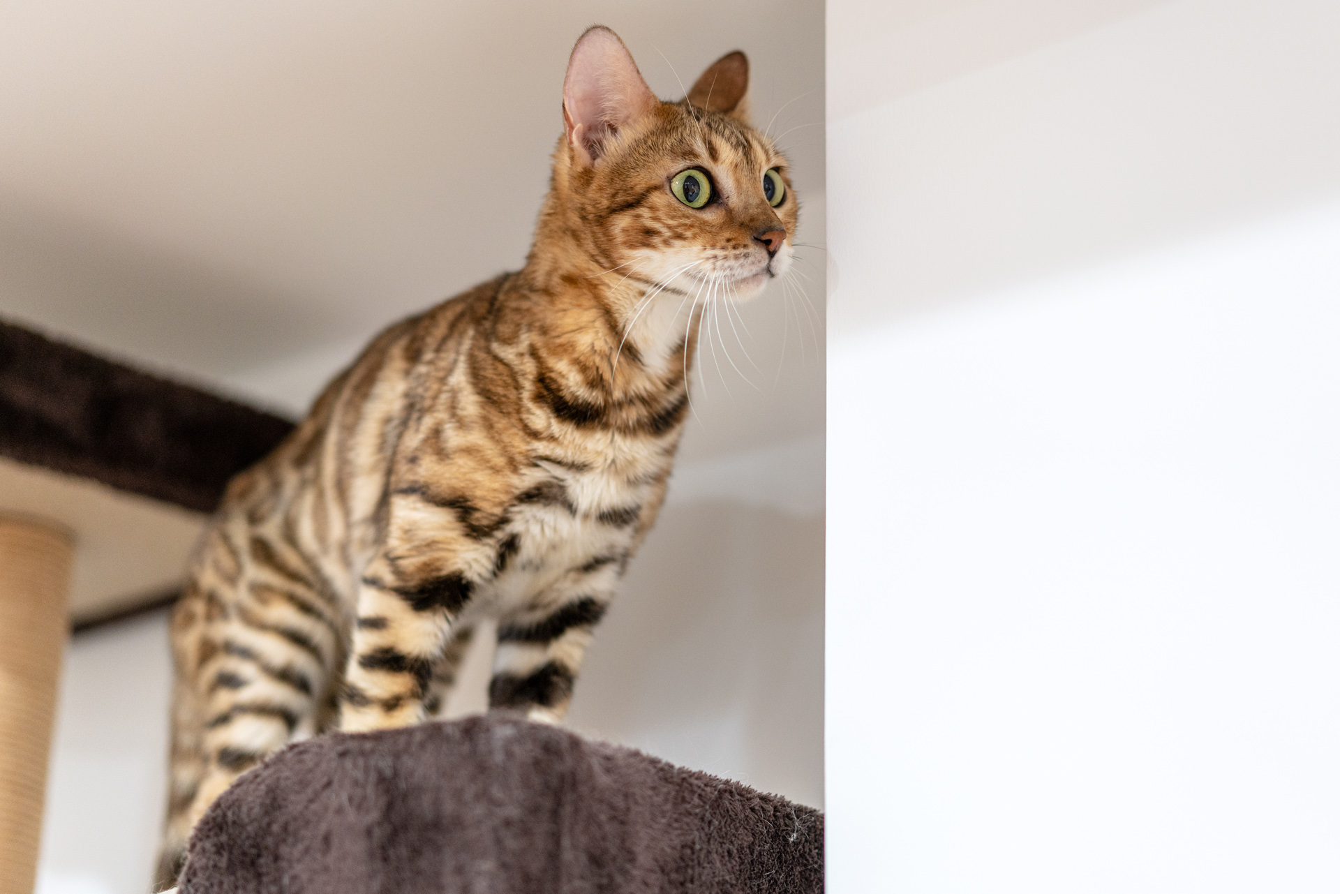 Sonnar（索纳）眼中的猫——索尼SonnarT*FE55mmF1.8ZA实拍体验