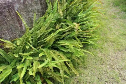 地上长的蕨类,长得像虫子的蕨类