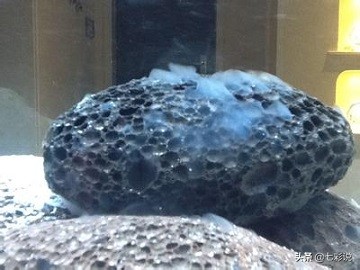 鱼缸硝化菌是什么东西啊,鱼缸必备硝化活菌