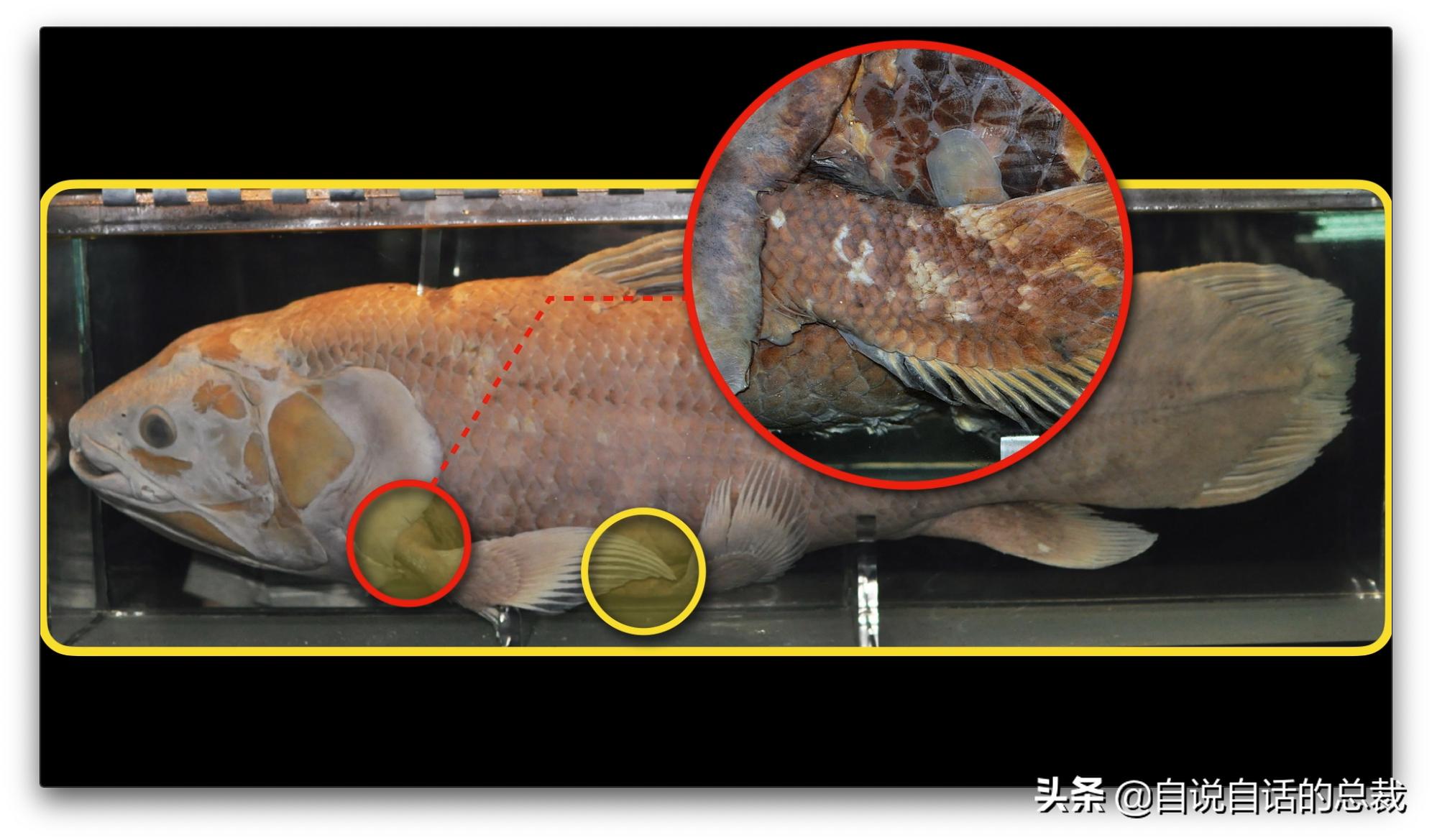 美国探测深海潜艇失踪事件,美国海神号发现了什么