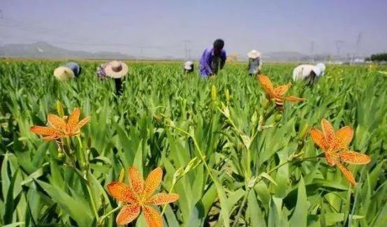 未来中药材种植是什么,中国现在的中药材种植情况