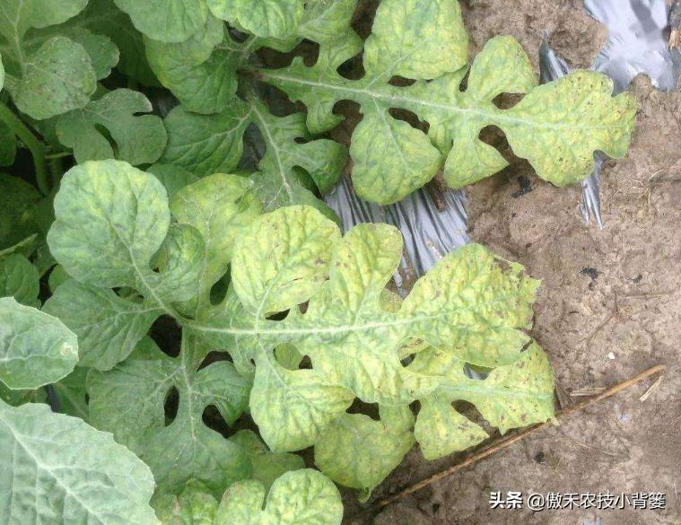 花卉绿植黄叶枯叶如何处理,花卉绿植黄叶原因是什么