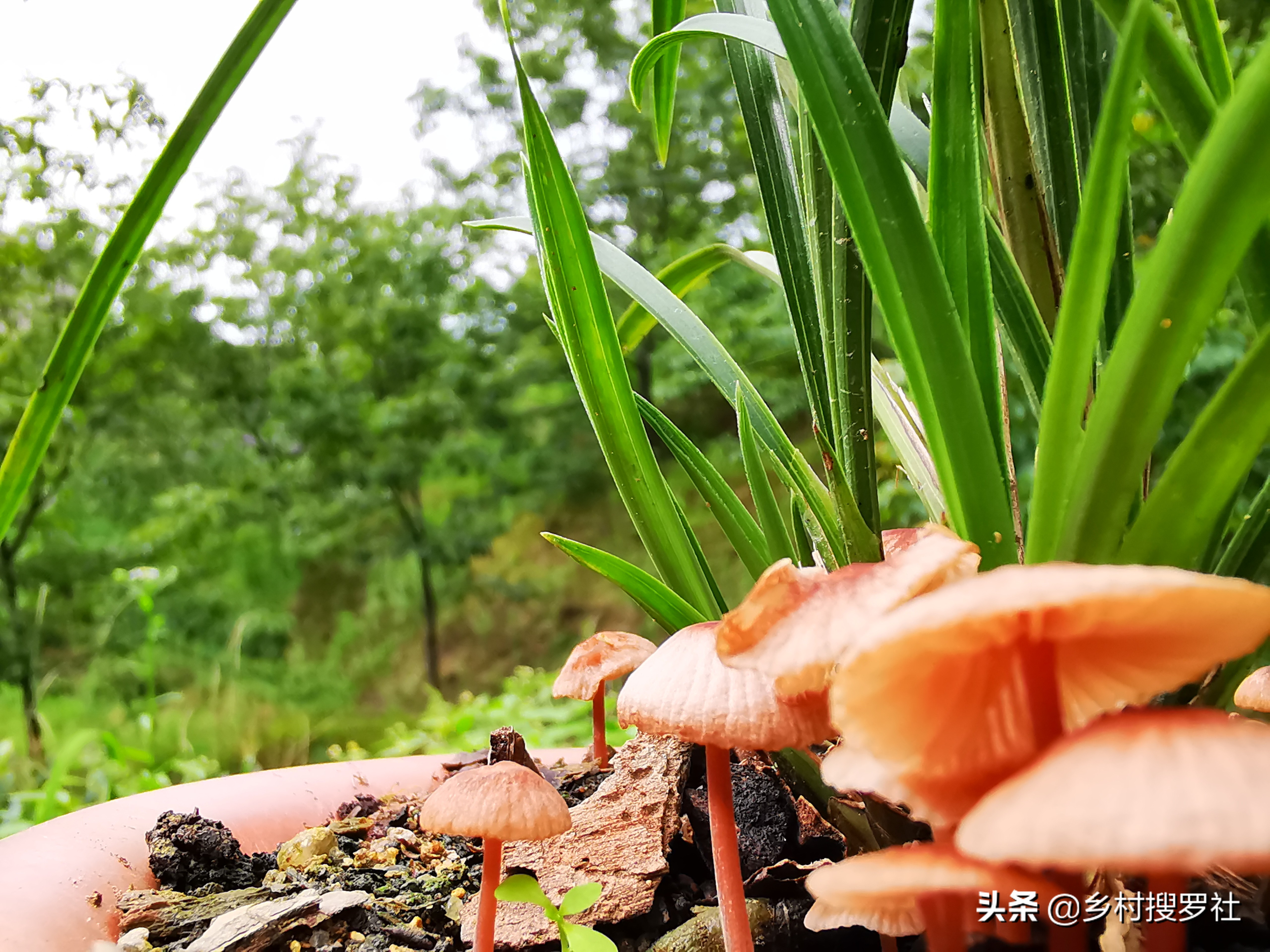 兰花盆里长蘑菇了是怎么回事,兰花盆里长的小虫子怎么办