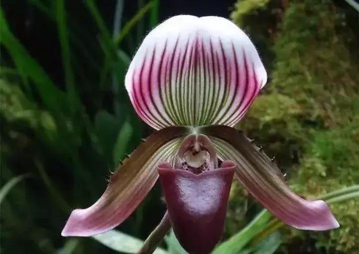 史上最全的兰花鉴赏,兰花品种之精品欣赏