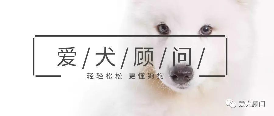 狗狗扰民被投诉怎么办？别慌！赶快学习这几种方法！