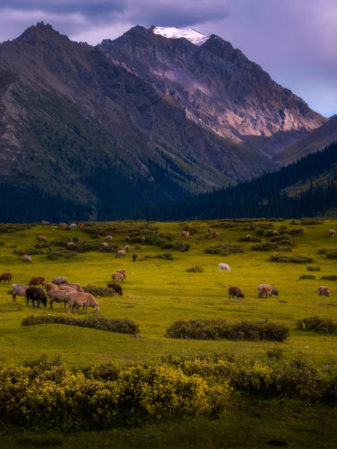 青海羊肉和宁夏滩羊哪个好,青海新疆内蒙哪里羊肉最好