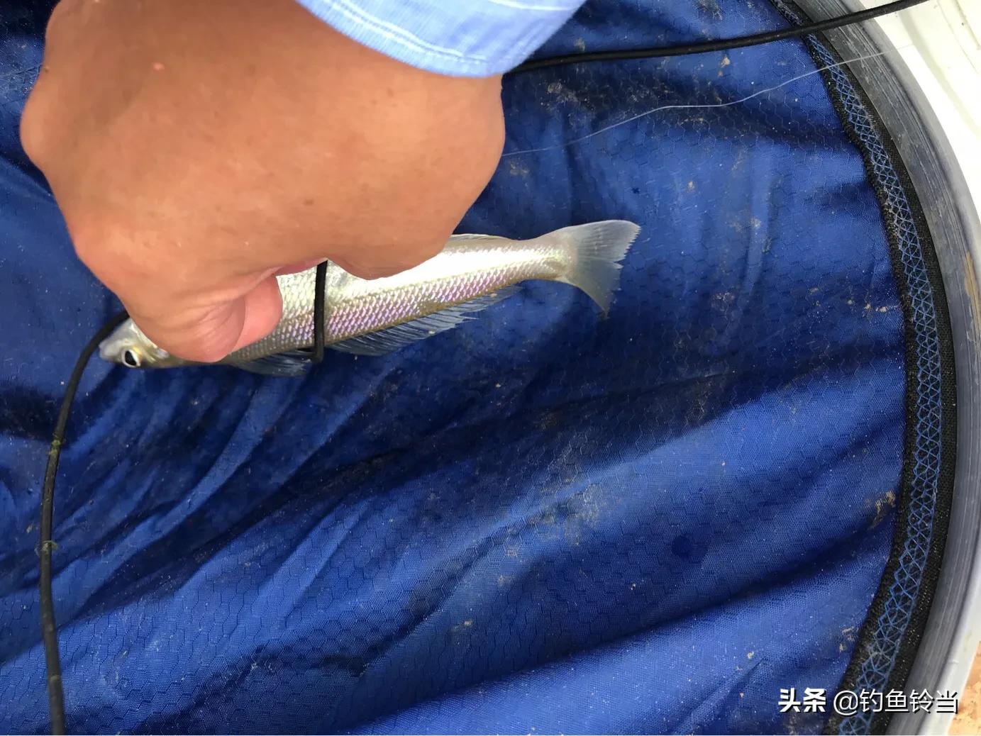 沙尖鱼钓法视频教程,沙尖鱼怎么钓用几号钩