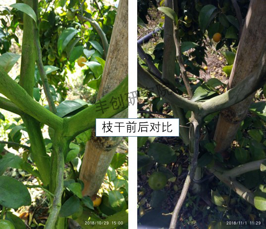 青苔的最佳治理方法是什么,青苔补救