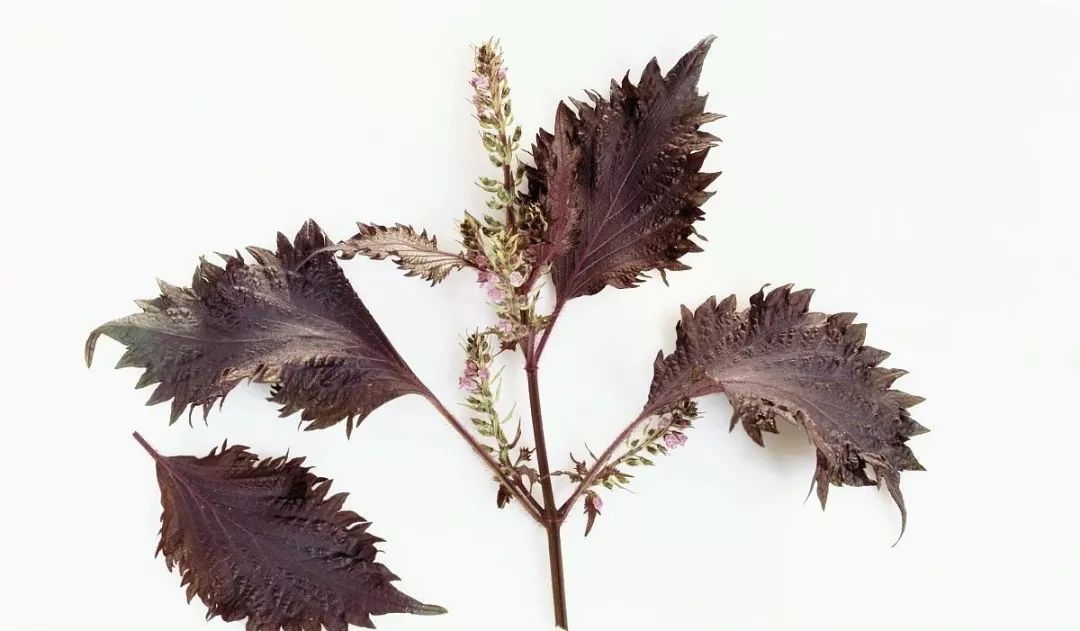 阳台种紫苏叶子什么时候变紫,紫苏怎么种才能出得快