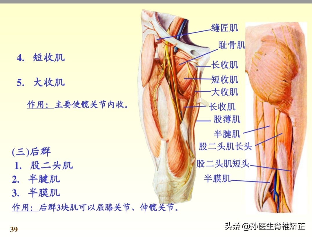系统解剖学骨学ppt课件,解剖学基本知识ppt课件