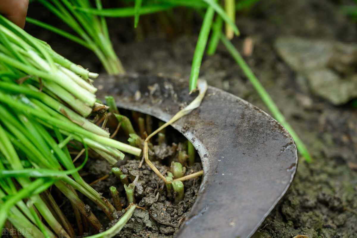 老俗语说头茬韭菜不能吃为什么,头茬韭菜和二茬韭菜哪个嫩