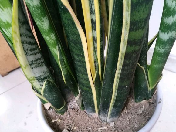 养什么花可以预防甲醛,能吸甲醛的花有哪些室内盆栽