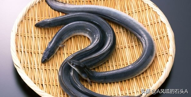 清蒸黄鳝补气补血的做法,黄鳝炖汤补气血的做法大全