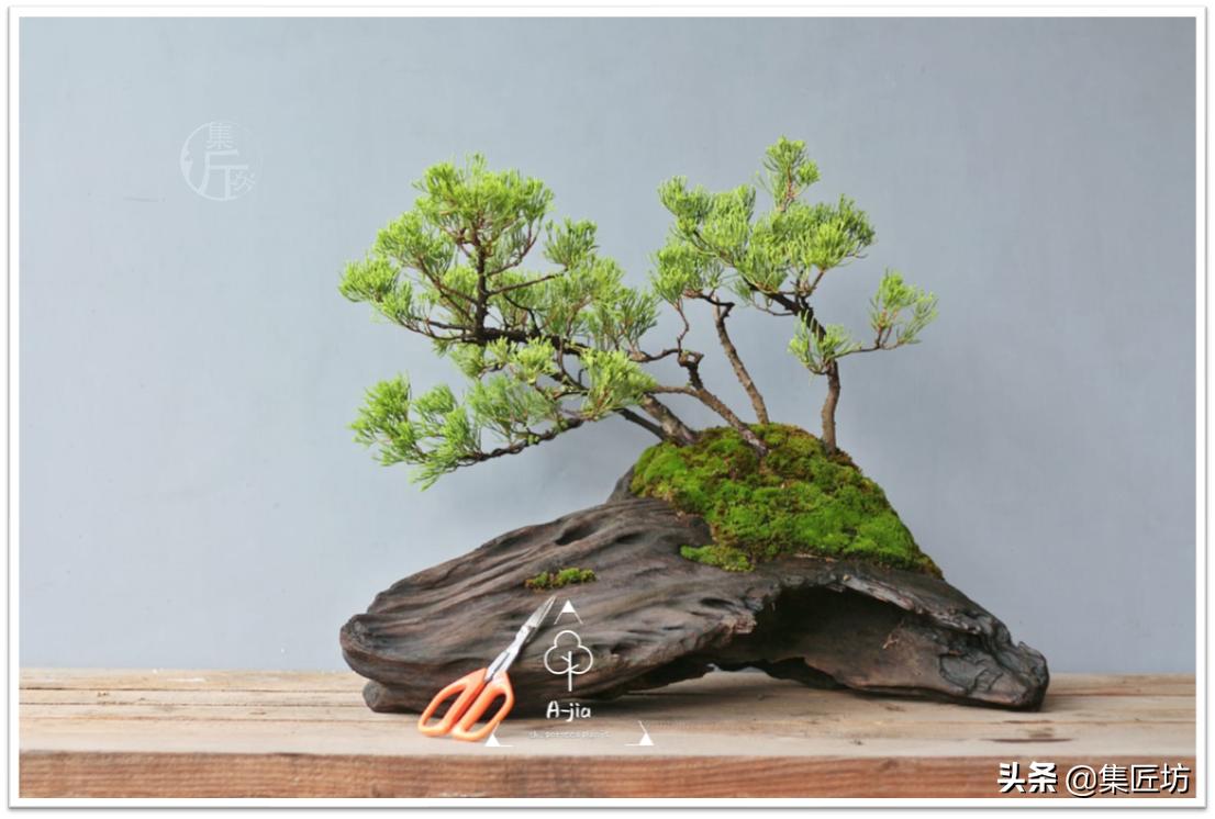 盆景创作的最佳方法,盆景初学入门技巧