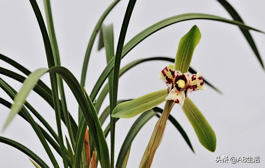 中国兰花名品录,春兰兰花名品大全